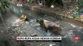 VIDEO: Ketika Sapi Kurban Mengamuk saat Akan Disembelih