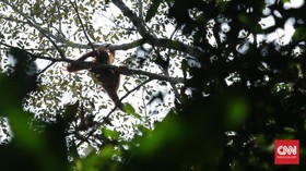 Kabar Gembira Orang Utan dari Menteri Siti untuk Istana