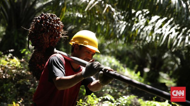 Kementerian Perdagangan menyebut minyak kelapa sawit mentah (CPO) Indonesia masih menjadi komoditas primadona di Spanyol.