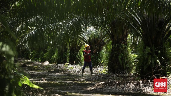 ISPO mencatat baru 372 perusahaan sawit dari total 725 perusahaan yang mengantongi sertifikat standar penyelenggaraan industri.