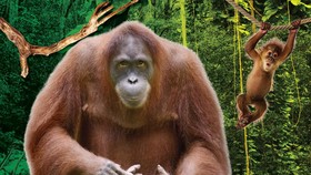 10 Fakta Menarik soal Orangutan