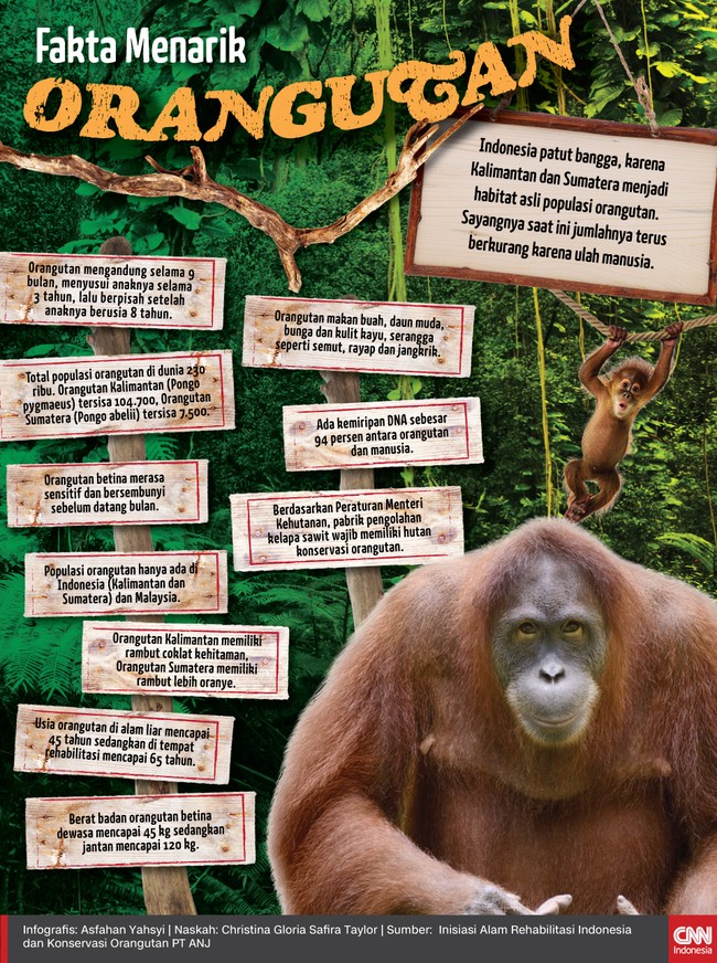 Salah satu fakta menarik soal orangutan, misalnya, adalah kemiripan DNA sebesar 94 persen dengan manusia.