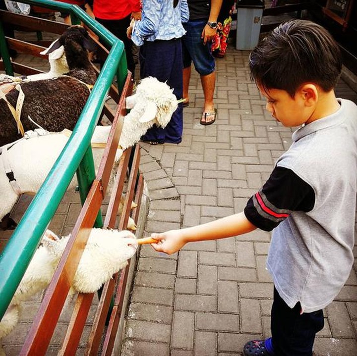 <p>Sebelum dipotong, kamu makan dulu ya, Mbing. (Foto: Instagram/@fikry732)</p>