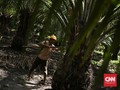 Petani Sawit Kritik 'Subsidi' Biodiesel untuk Konglomerat