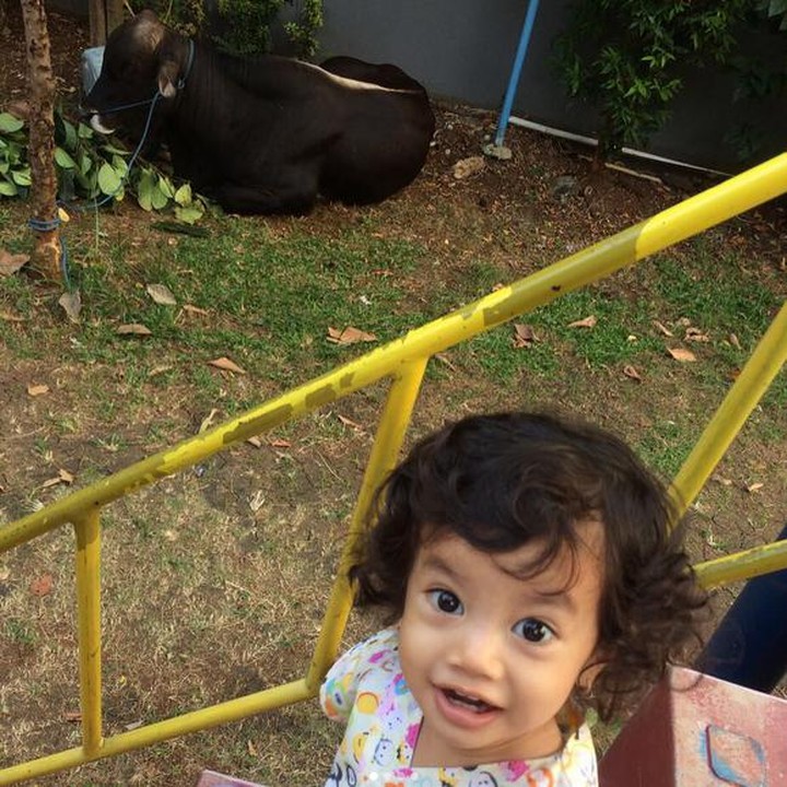 <p>Happy banget si kecil melihat sapi. (Foto: Instagram/@novita_ken_suwarno)  </p>