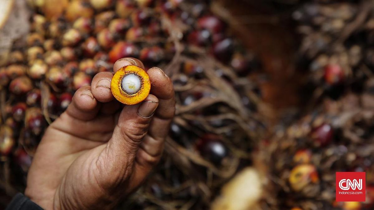 Harga Minyak Sawit Cs Melonjak 21,5 Persen Imbas Perang Timur Tengah