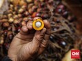 Saham Perkebunan Mengilap di Bawah Tekanan Sawit Uni Eropa