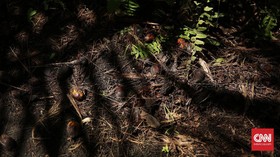BUMN Agrinas Kelola 221 Ribu Ha Lahan Sawit Milik Duta Palma