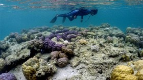 Menteri Susi Minta Terumbu Karang Pulau Bokori Diselamatkan
