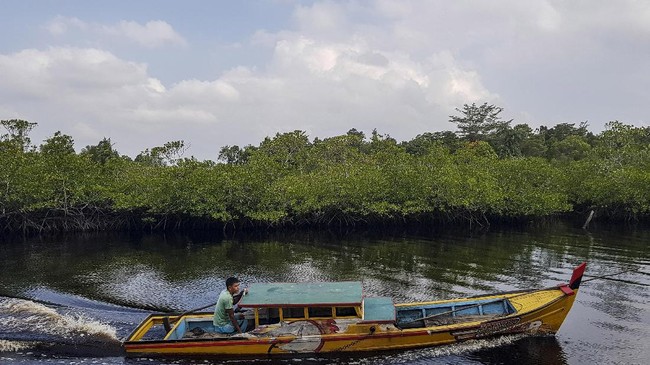 Presiden Jokowi mengatakan bakau punya kemampuan lebih baik dalam mengatasi emisi karbon dibandingkan hutan tropis.