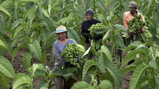 Daya Beli Buruh Tani Loyo Tertekan Inflasi Pedesaan