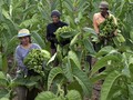 Upah Buruh Tani Naik 0,24 Persen, Daya Beli Ikut Tergerus