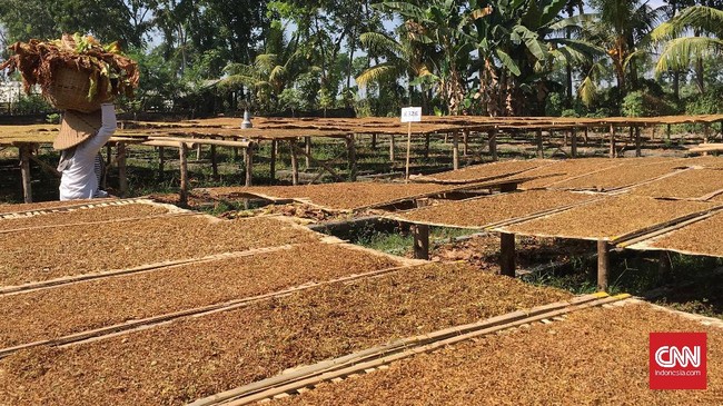 Padahal, 2014 silam, Indonesia belum memiliki institusi yang memproduksi benih tembakau. Benih tembakau mayoritas diimpor dari Amerika Serikat (AS).