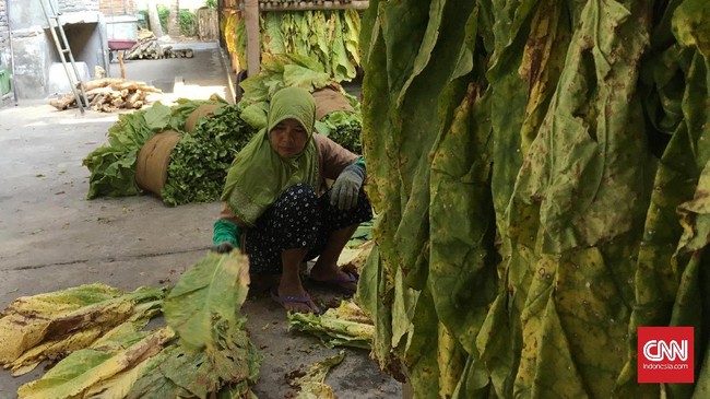 Jawa Timur mendapatkan dana sebesar Rp1,6 triliun atau 50,47 persen dari seluruh alokasi Dana Bagi Hasil Cukai Hasil Tembakau (DBH CHT) dalam APBN 2019.