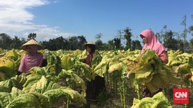 Tarif Cukai Ancam Keberadaan 5 Juta Pekerja Tembakau