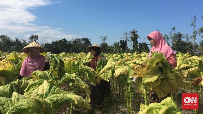 AMTI menyebut industri hasil tembakau mengalami berbagai tekanan yang bakal berdampak pada kelangsungan 5 juta pekerja.