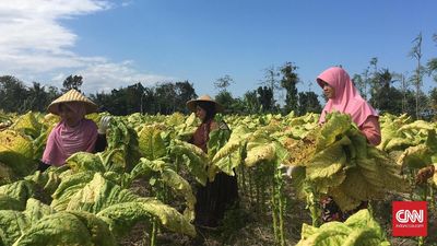 Petani di Desa Pijot, Lombok Timur melakukan aktivitas panen tembakau yang hanya dilakukan satu kali dalam satu tahun.