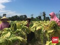 Petani Khawatir Merugi karena Simplifikasi Cukai Rokok