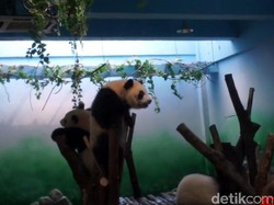 China Luncurkan Kereta Transparan Menuju Desa Panda