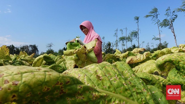 Badan Pusat Statistik (BPS) menyatakan daya beli buruh tani dan bangunan menurun pada Oktober 2018 dibandingkan bulan sebelumnya.