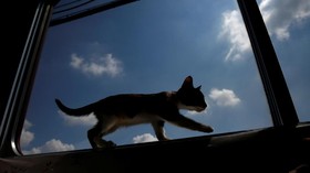 Kucing Katedral London Diabadikan