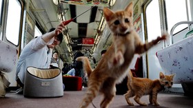 Tips Membawa Kucing saat Berwisata