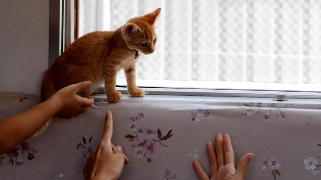 Maskapai Inggris Beri Hotel Gratis untuk Penyayang Binatang Maskapai penerbangan asal Inggris beri hotel gratis untuk penumpang yang mau menjadi penjaga kucing atau anjing milik penumpang lain.