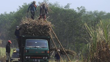 PTPN Ungkap 3 Syarat Capai Swasembada Gula Tanpa Bebani APBN