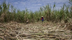 Erick Thohir Minta Petani ke PTPN Cari Bibit Tebu Berkualitas