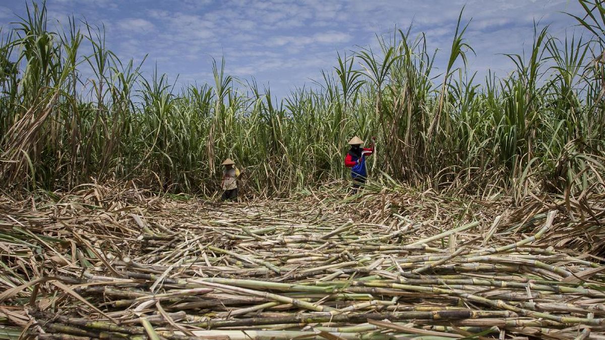 Puluhan Ribu Ton Gula Tak Terserap, Petani Tebu Jatim Ancam Mogok