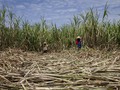 Erick Thohir Minta Petani ke PTPN Cari Bibit Tebu Berkualitas