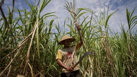 Blak-blakan PTPN soal Food Estate Tebu di Merauke