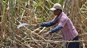 Gula Impor Masuk RI, Harga Jual Petani Bakal Tertekan