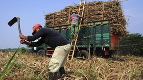 Petani Tebu Ancam Demo Tolak PPN Sembako