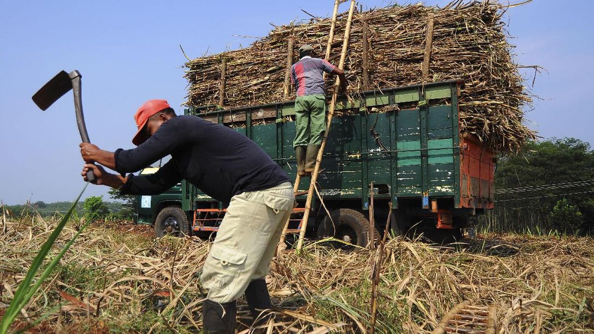 Danantara Serap 40 Ribu Ton Gula Petani yang Tak Laku di Pasar
