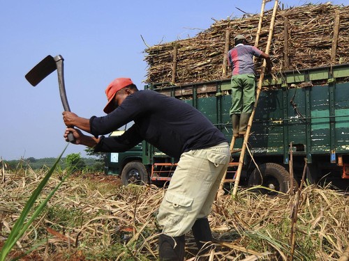 Danantara Serap 40 Ribu Ton Gula Petani yang Tak Laku di Pasar