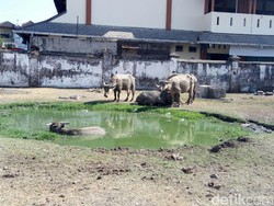 Hanya Berumur Sehari, Bayi Kebo Bule Keraton Solo Mati
