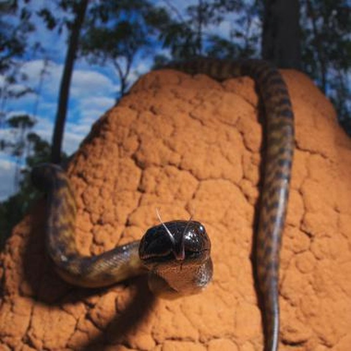 <p>Pada tahun 2015, Robert tampil sebagai tamu di seri satwa liar Inggris, Ten Deadliest Snakes, dalam episode yang berfokus pada ular berbisa di Australia. (Foto: Instagram @robertirwinphotography)</p>