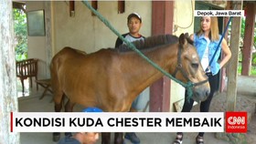 Sekitar Dua Minggu Kuda Chester Jalani Perawatan