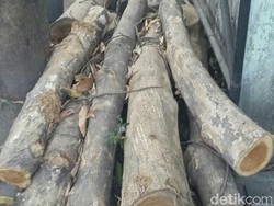 Video Penangkapan Komplotan Pelaku Pembalakan Liar di Banyuwangi