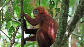 Memprihatinkan, Nasib Lutung Merah di Kalimantan