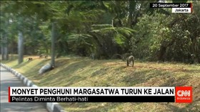 Monyet Margasatwa Mencari Makan di Pemukiman