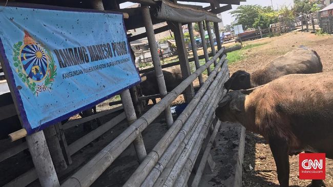 Dalam kirab malam satu Suro, kerbau bule yang dikenal dengan kerbau Kyai Slamet dikeramatkan. Sisa air mandi dan kotorannya bahkan diperebutkan.