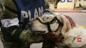 VIDEO: Anjing Pahlawan, Selamatkan 12 Korban Gempa Meksiko