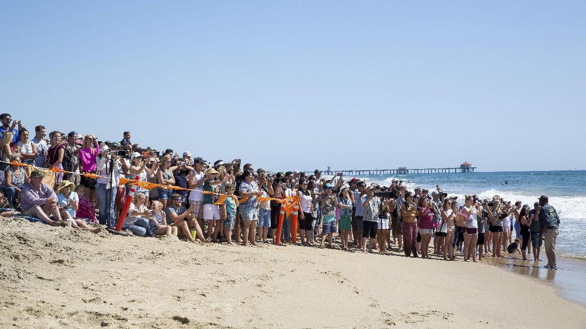 FOTO: Aksi Menggemaskan Anjing Berselancar di California