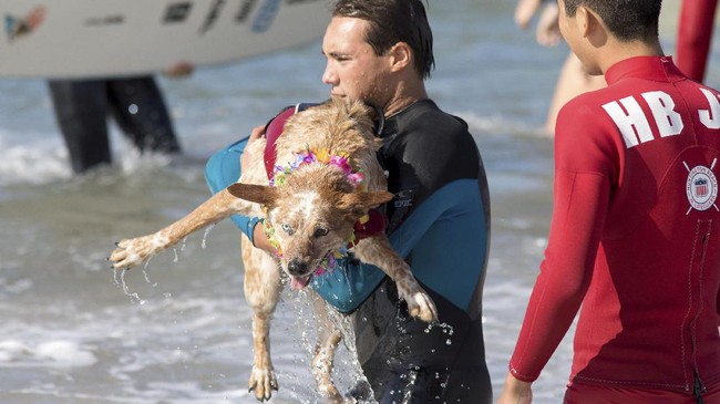 FOTO: Aksi Menggemaskan Anjing Berselancar di California