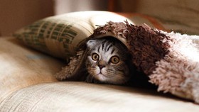 Kucing Tertinggal di Bagasi Pesawat hingga Terbawa Terbang 3 Kali