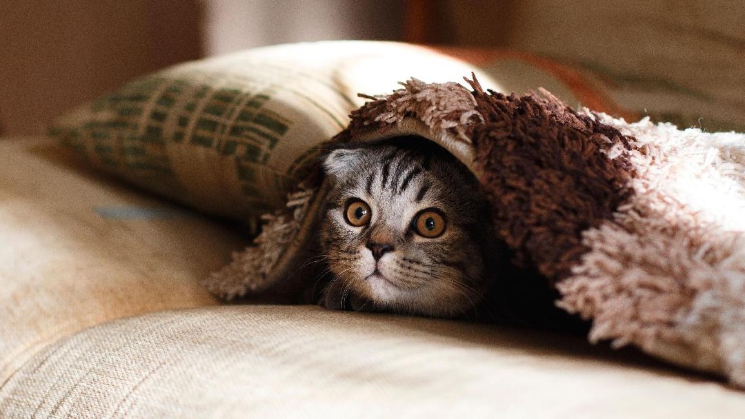 Bisakah Kucing dan Hewan Lainnya Deteksi Gempa secara Dini?
