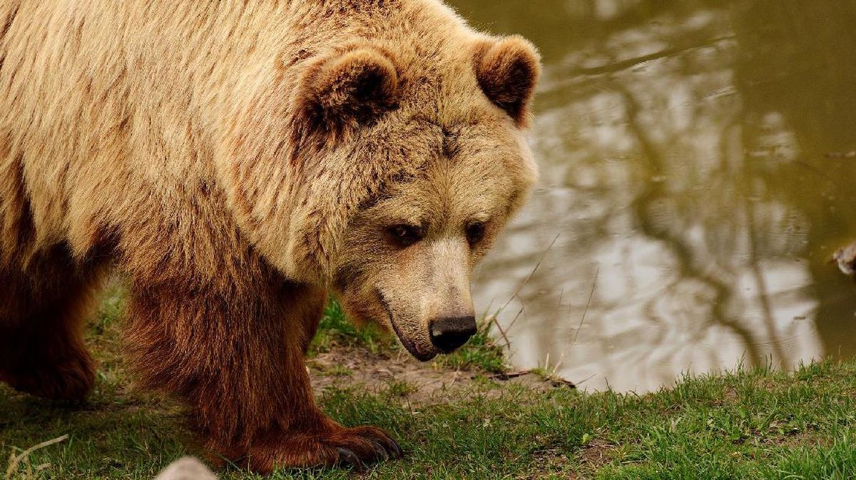 Marak Serangan Beruang di Siberia, 7 Orang Tewas dalam Sebulan