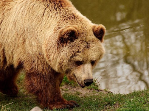 Marak Serangan Beruang di Siberia, 7 Orang Tewas dalam Sebulan